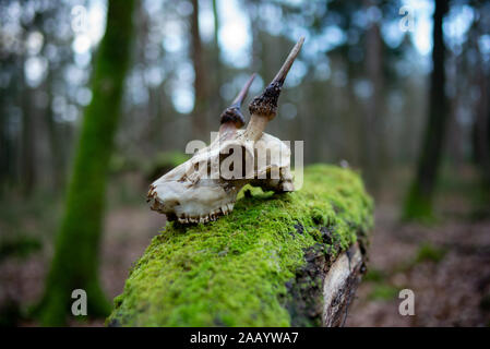 Ein Reh skull mit Geweih im New Forest England ruht auf grünen Moos Baum unter herbstlichen Blätter. Stockfoto