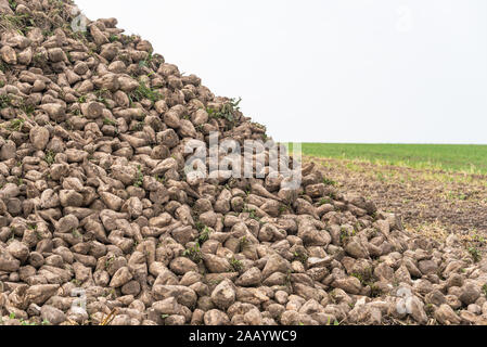 - In der Nähe von frischem, Zuckerrüben noch vom Boden sofort nach dem Graben schmutzig, lag auf dem Stack. Blauer Himmel und grünes Feld im Hintergrund. Stockfoto