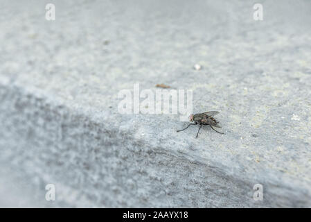 Die macrophoto eines Schwarzen inländischen Fliegen auf einem hellen Untergrund mit einer geringen Schärfentiefe Stockfoto