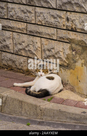 Eine von Istanbuls zahlreiche Straße Katzen in der balat Bezirk Stockfoto