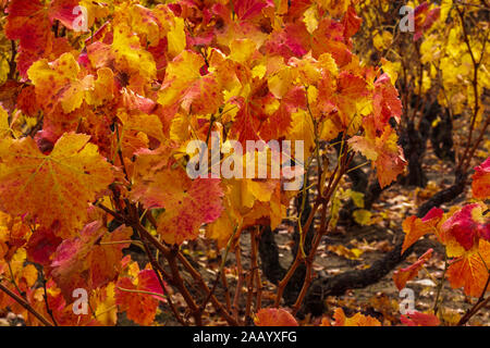 La Rioja die Weinberge im Herbst. Spanien Stockfoto