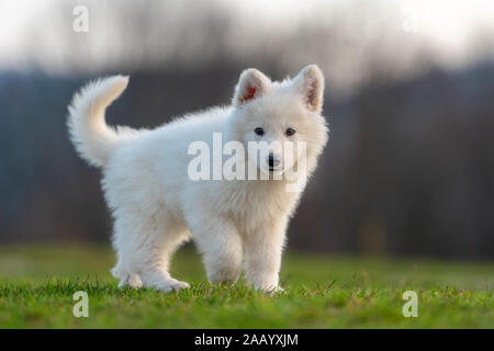 Welpe lustig niedlich Weisser Schweizer Schäferhund Portrait auf Wiese Stockfoto
