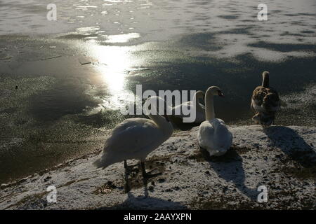 Welton Gewässer, Feuchtgebiete Nature Reserve, East Yorkshire Stockfoto