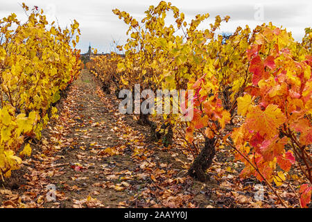 La Rioja die Weinberge im Herbst. Spanien Stockfoto