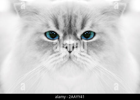 Close up cat Portrait auf weißem Hintergrund mit blauen Auge. Die Konzentration auf die Nase Stockfoto