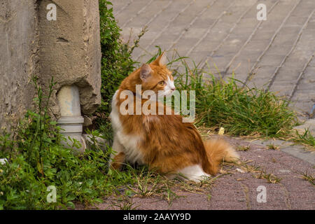 Eine von Istanbuls zahlreiche Straße Katzen in der balat Bezirk Stockfoto