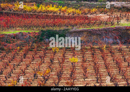 La Rioja die Weinberge im Herbst. Spanien Stockfoto