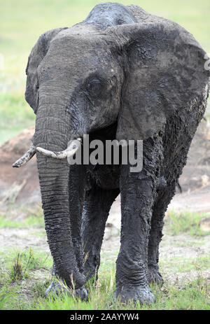 Ein Afrikanischer Elefant (Loxodonta africana), in frischen nassen Schlamm bedeckt, da er eine schlammige Suhlen lässt. . Serengeti National Park, Tansania. Stockfoto