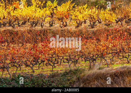 La Rioja die Weinberge im Herbst. Spanien Stockfoto