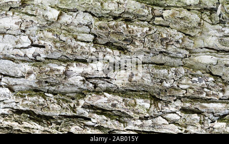 Hintergrund, Textur grauer Rinde eines alten Baumes closeup Stockfoto