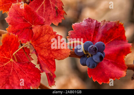 La Rioja die Weinberge im Herbst. Spanien Stockfoto