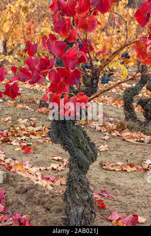 La Rioja die Weinberge im Herbst. Spanien Stockfoto