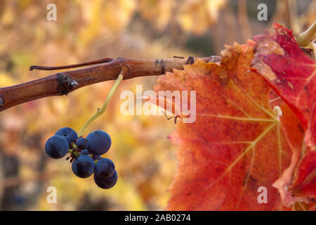 La Rioja die Weinberge im Herbst. Spanien Stockfoto