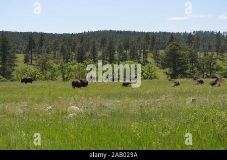 Später Frühling in South Dakota: Custer State Park Büffelherde in den Black Hills Stockfoto