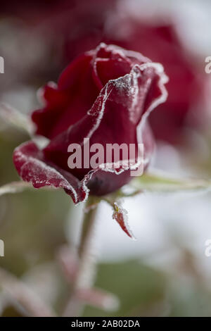 Wunderschöne Rosen, die mehr mit Tau im Herbst Morgen schön werden, Stockfoto