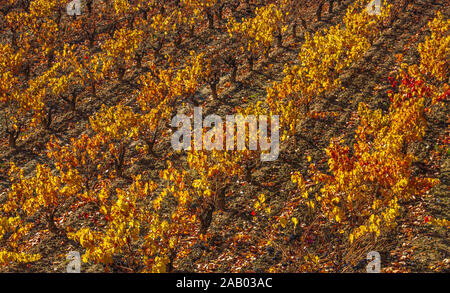 Weinberge im Herbst. La Rioja, Spanien Stockfoto