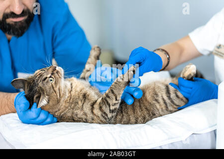 Tierärzte tragen durch eine Ultraschalluntersuchung einer Hauskatze. Stockfoto