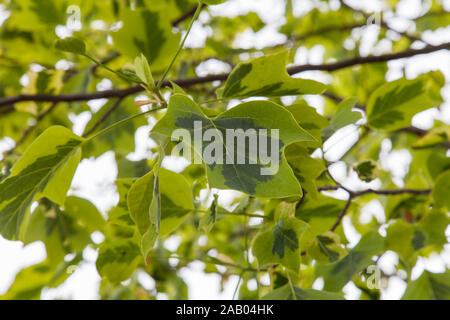 Bunte Tulpenbaum (Liriodendron tuipifera 'Aureomarginata'), Stoke Newington, Hackney, London N 16. Stockfoto