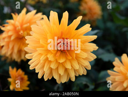 Gelbe Blumen in einem Garten Stockfoto