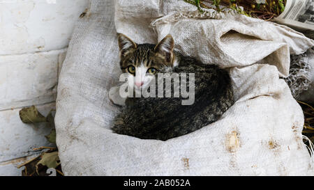 Junge graue Katze liegt auf einem Korb Tasche auf einem Bauernhof Stockfoto