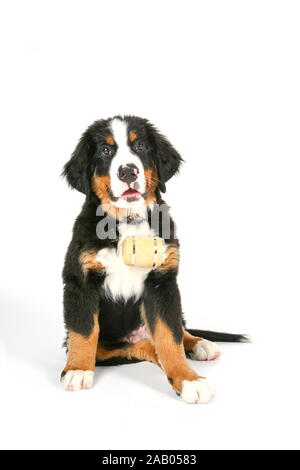 Rescue Dog Mit Whisky Barrel Stockfotografie Alamy