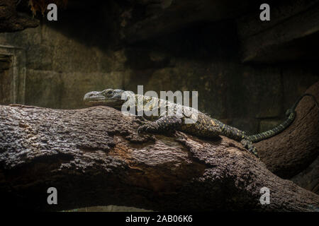 Krokodil Monitor, Varanus salvadorii, in Gehäuse, Zoo Bioparc Fuengirola, Spanien. Stockfoto