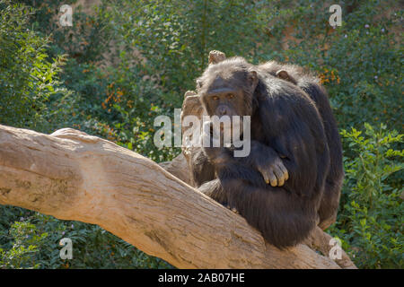Schimpanse (Pan troglodytes) in Gehäuse, Zoo Bioparc Fuengirola, Spanien. Stockfoto