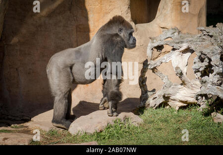 Silverback Gorilla, männlichen, westlichen Flachlandgorilla (Gorilla gorilla Gorilla) in Gehäuse, Zoo Bioparc Fuengirola, Spanien. Stockfoto