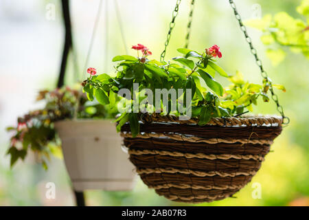 Vielzahl von Blumen in der dekorativen Töpfe und Weidenkörbe. Dekorationen für den Garten. Gartenbau, Blumen. frische Blumen. Stockfoto