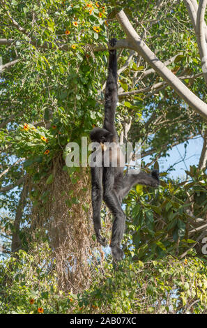 Gelb ist Gibbon, Nomascus gabriellae in seinem Gehäuse, Zoo Bioparc Fuengirola, Spanien. Stockfoto