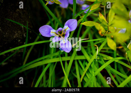 Lila Japanische Iris Blume, früh blühende Pflanze im späten Arch in Japan Stockfoto