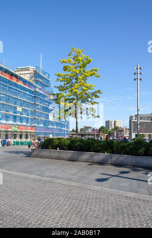 Urban Stift Eiche (Quercus palustris) Baum, Woolwich, London SE18 DE Stockfoto