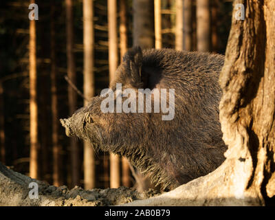 Sus scrofa - Central European Wildschweine im Wald - Portrait von Kopf Stockfoto