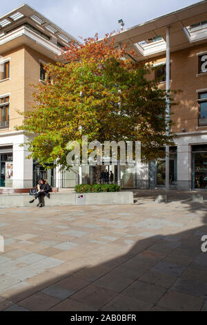 Urban Pin Eiche (Quercus palustris), zeigt herbstliche Farbtöne in Chelsea, London SW3, Großbritannien Stockfoto