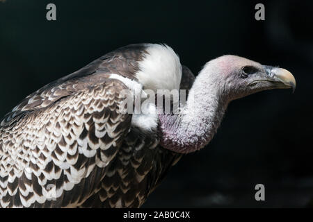 Rüppell's Gänsegeier (Tylose in rueppelli) Stockfoto