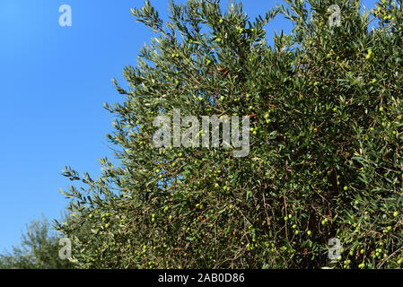 Äste, Zweige und Blätter von einem Olivenbaum mit grünen Oliven, gegen einen blauen Himmel mit Hintergrund auf Sizilien im Herbst Stockfoto