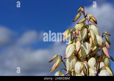 Nahaufnahme von frischen weißen Blüten von Yucca Palme gegen den blauen Himmel mit Wolken im Querformat mit Raum für Text Stockfoto