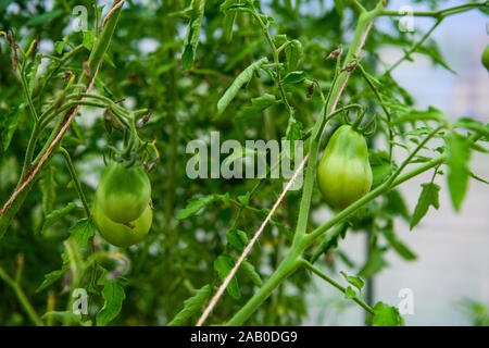 Bündel von unreifen Tomaten auf dem Bett im Gewächshaus Stockfoto