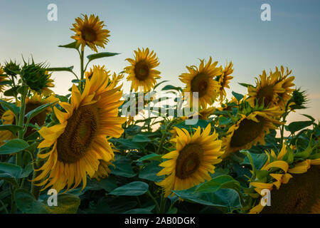 Große gelbe Sonnenblumen gegen den Himmel, eine Nahaufnahme der Blumen Stockfoto