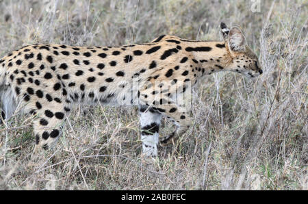 Ein serval (Leptailurus serval) Stengel durch trockenes Gras Jagd für Nager und andere Kleintiere. Serengeti National Park, Tansania. Stockfoto