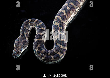 Royal Python oder Ball Python (Python regius), Studio Stockfoto