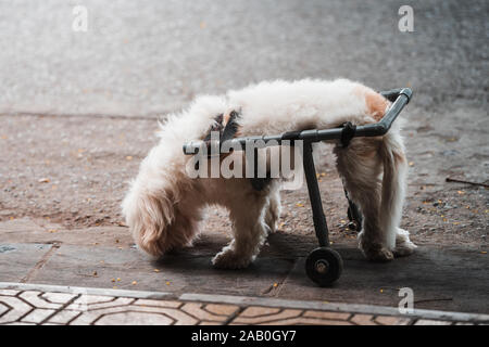 Ein kleines süsses behinderten Hund im Rollstuhl gelähmt auf halbem Weg an der Straße nach unten schauen. Stockfoto