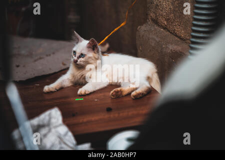 Eine weiße flauschige Kätzchen gebunden und auf den Straßen in Vietnam links mit schwarze klebrige Masse um die Augen und Nase - Typisch für street Katzen Stockfoto