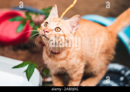 Ein sehr nettes Ginger kitten sitzt am Lenker eines Rollers in den Straßen von Vietnam als Touristen und Schlaganfall es Pass Stockfoto