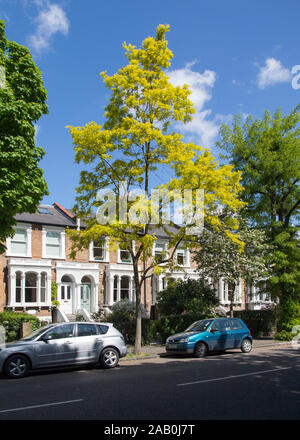 Goldblättrigen 'Frisia'-Sorte von Falscher Akazie oder Schwarzer Heuschrecke (Robinia pseudoacacia), Highbury, London, Großbritannien Stockfoto