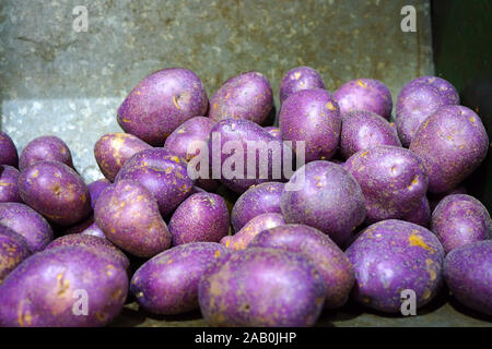 Frische rote Kartoffeln zum Verkauf auf einem Markt in Australien Stockfoto