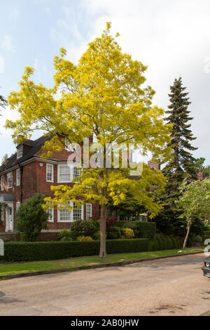 Goldblättrig 'Frisia' Sorte von Falscher Akazie oder Schwarzer Heuschrecke (Robinia pseudoacacia) Stadtbaum, Grasrand, Muswell Hill, London, Großbritannien Stockfoto