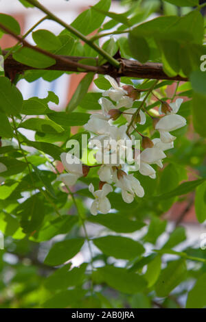 Blüten von falscher Akazie oder schwarzer Heuschrecke (Robinia pseudoacacia), Stadtbaum, London, Großbritannien Stockfoto