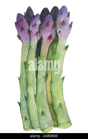 Aquarell Gemüse auf einem weißen Hintergrund. Abbildung: grüner Spargel. Stockfoto