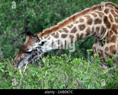 Eine weibliche maasai Giraffe (Giraffa Giraffa Camelopardalis tippelskirchi, tippelskirchii) sucht grüne Blätter von der Spitze einer dornigen Strauch. Serengeti N Stockfoto